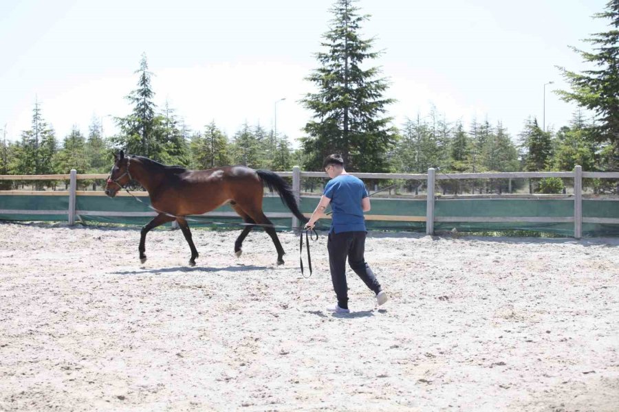 Veteriner Adayları Üniversitenin Çiftliğinde Eğitim Görüyor