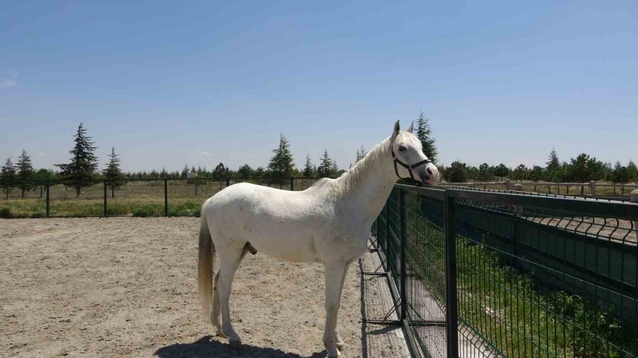 Veteriner Adayları Üniversitenin Çiftliğinde Eğitim Görüyor