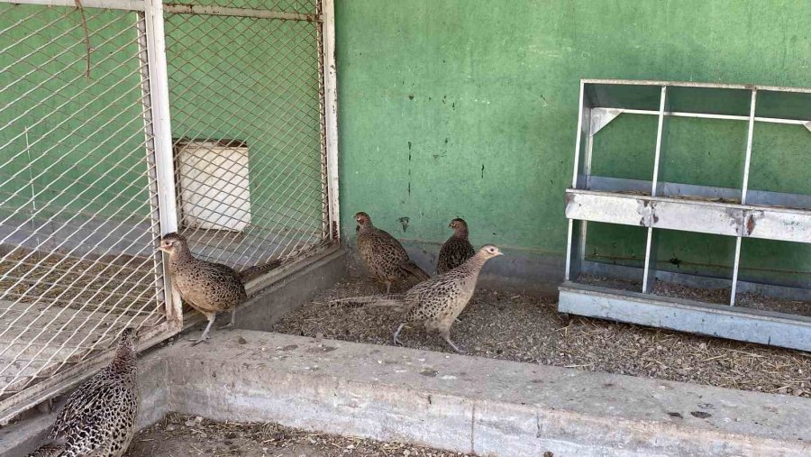 Veteriner Adayları Üniversitenin Çiftliğinde Eğitim Görüyor