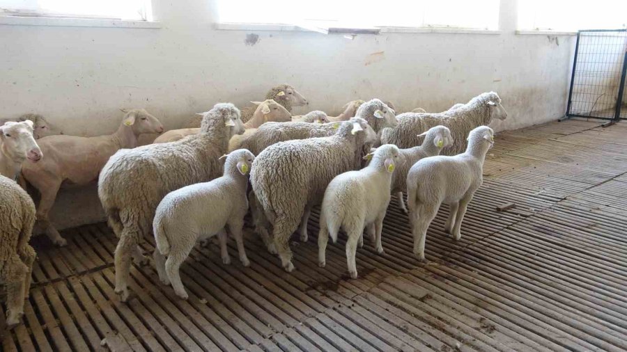 Veteriner Adayları Üniversitenin Çiftliğinde Eğitim Görüyor