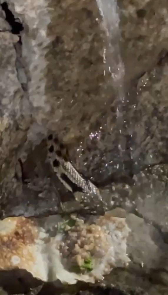 Ağzındaki Kurbağadan Olup Gözleme İkram Edilen Yılan, Avının Üzerine Soğuk Su İçti