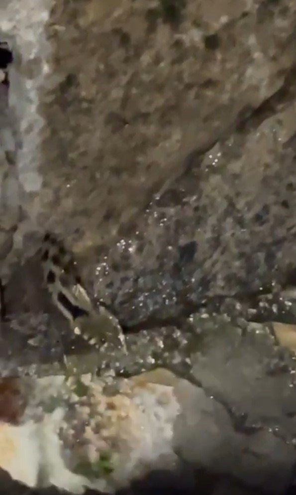 Ağzındaki Kurbağadan Olup Gözleme İkram Edilen Yılan, Avının Üzerine Soğuk Su İçti