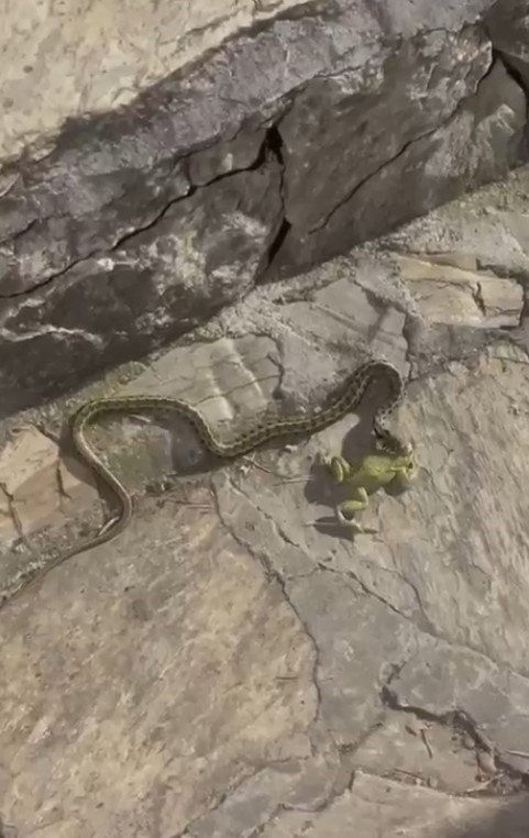 Ağzındaki Kurbağadan Olup Gözleme İkram Edilen Yılan, Avının Üzerine Soğuk Su İçti