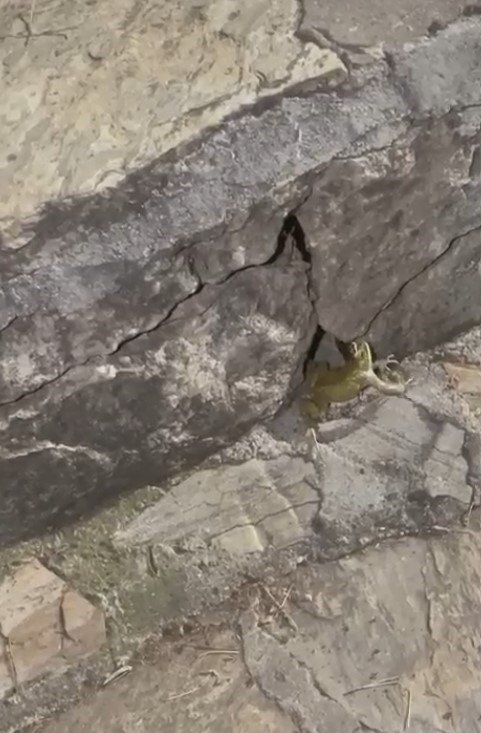 Ağzındaki Kurbağadan Olup Gözleme İkram Edilen Yılan, Avının Üzerine Soğuk Su İçti
