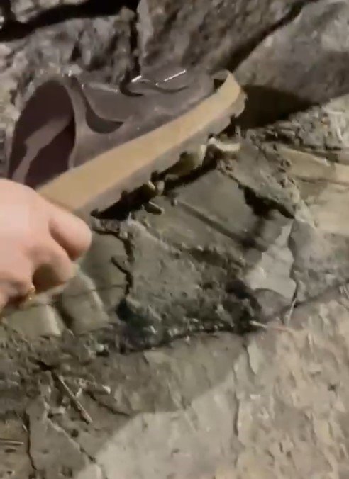 Ağzındaki Kurbağadan Olup Gözleme İkram Edilen Yılan, Avının Üzerine Soğuk Su İçti