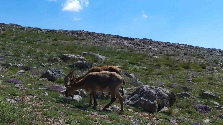 Yaban Hayvanları Fotokapana Yansıdı