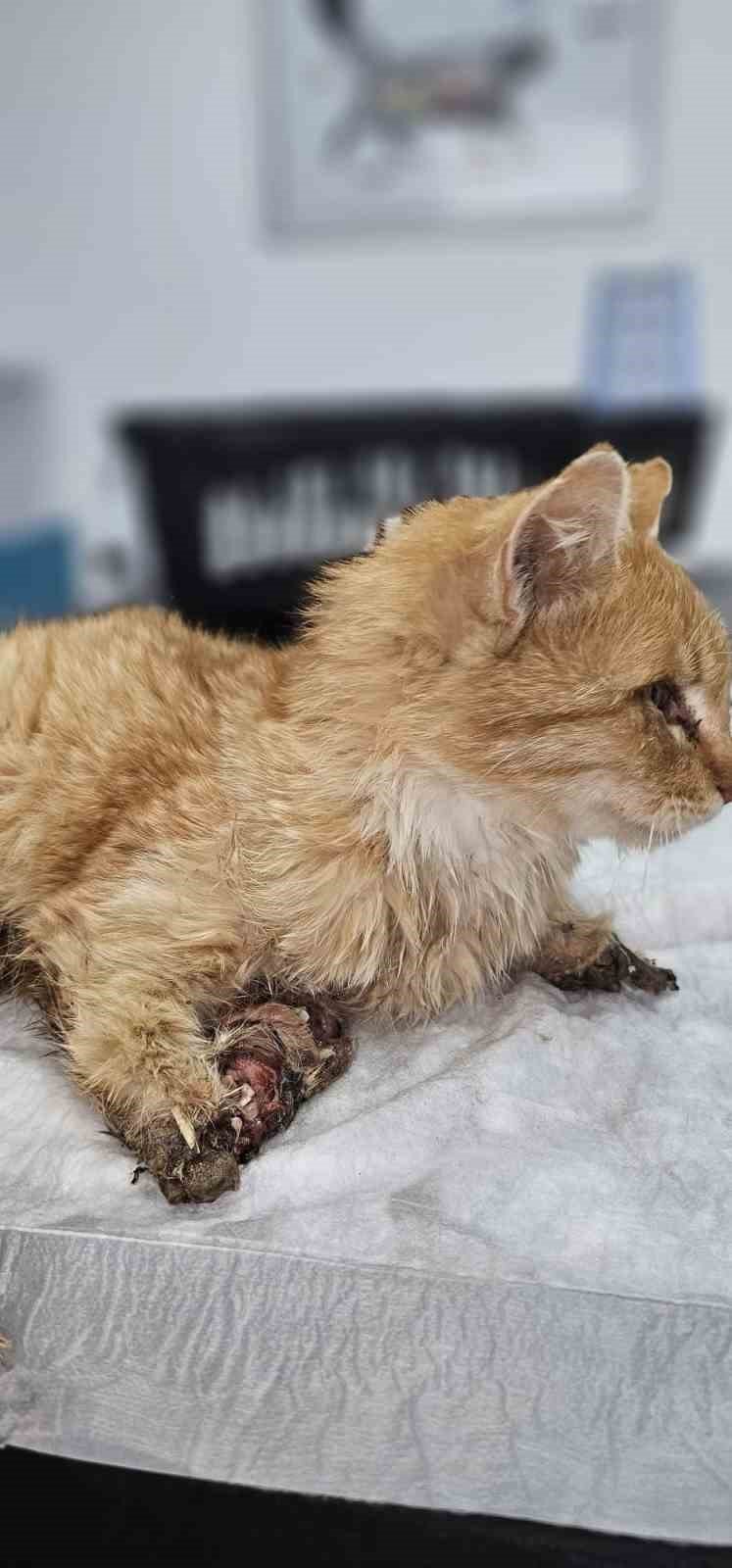 Kayseri’de Bacakları Kesilmiş Bir Kedi Bulundu