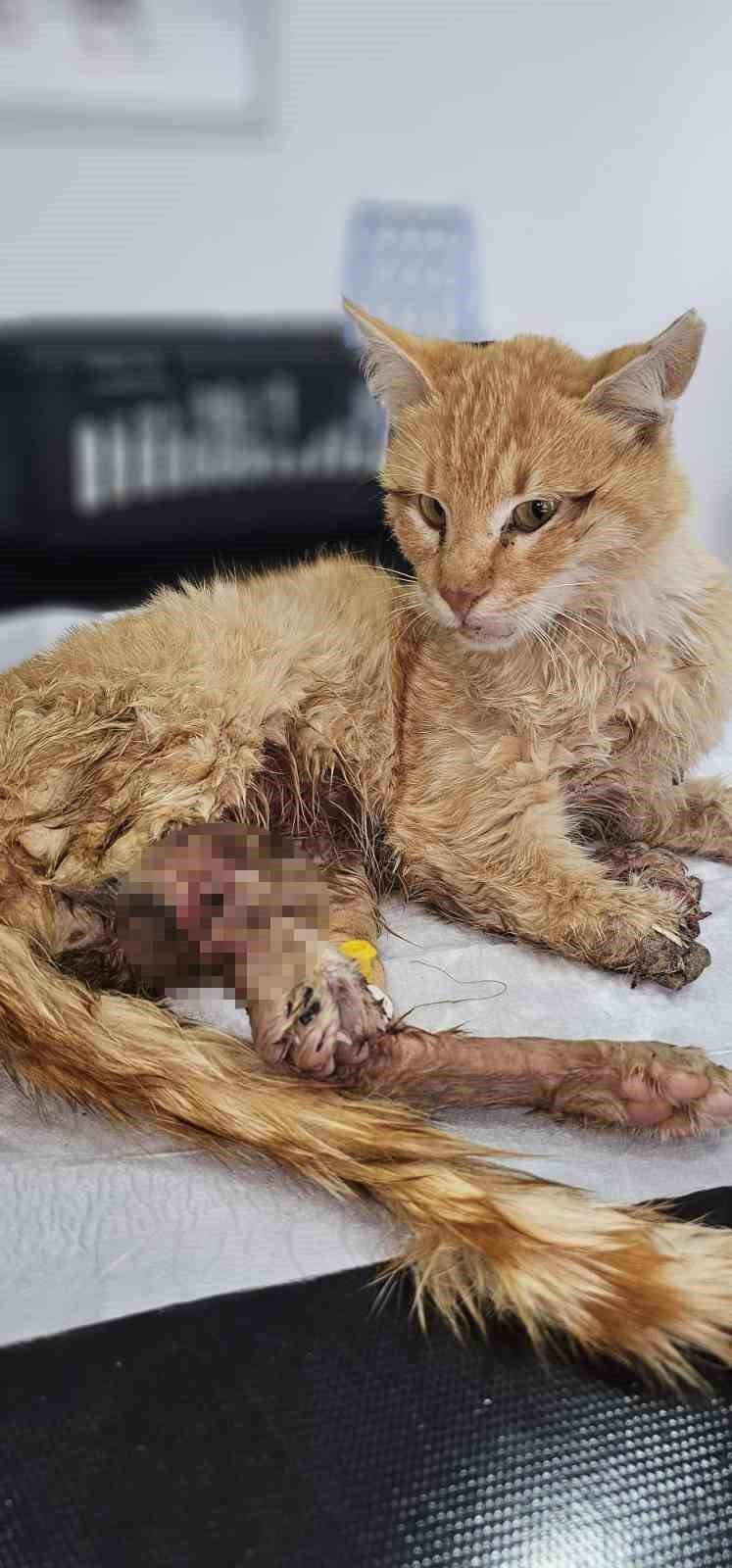 Kayseri’de Bacakları Kesilmiş Bir Kedi Bulundu