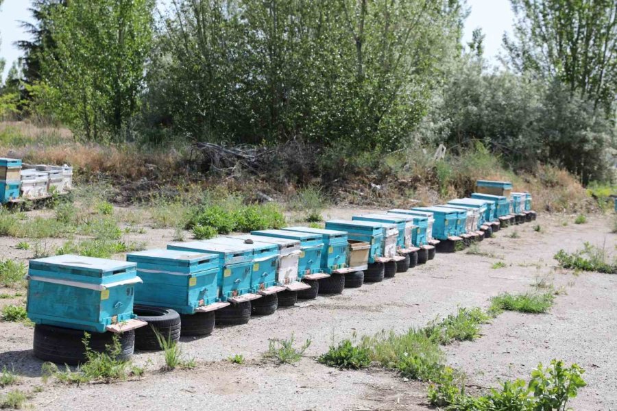 Arı Yetiştiricilerine Uygulamalı Eğitim