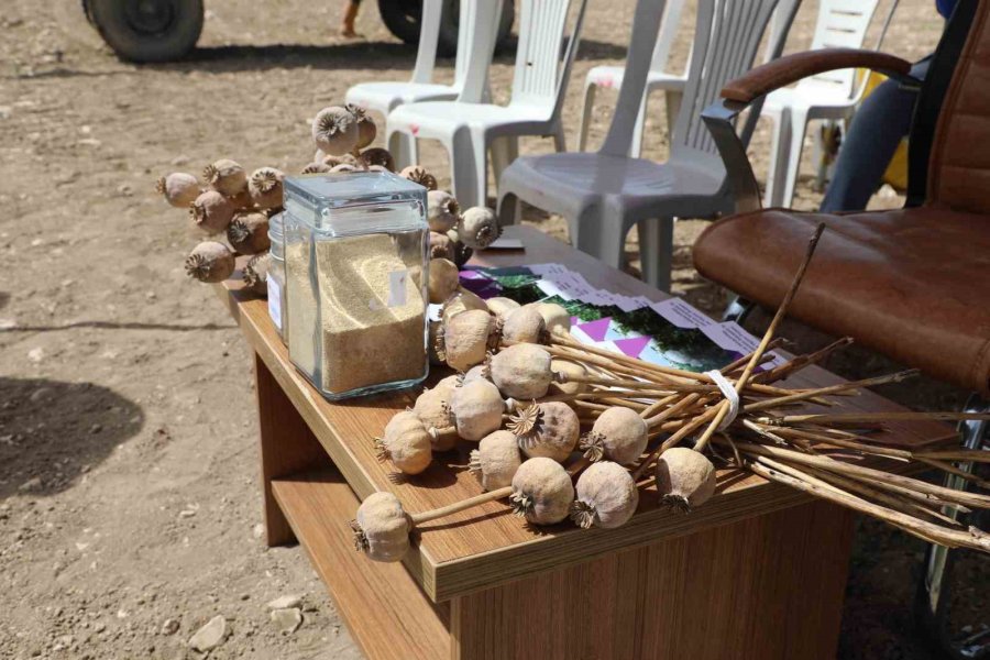 Eskişehir’de Haşhaş Çeşitleri İçin Tarla Günü Düzenlendi