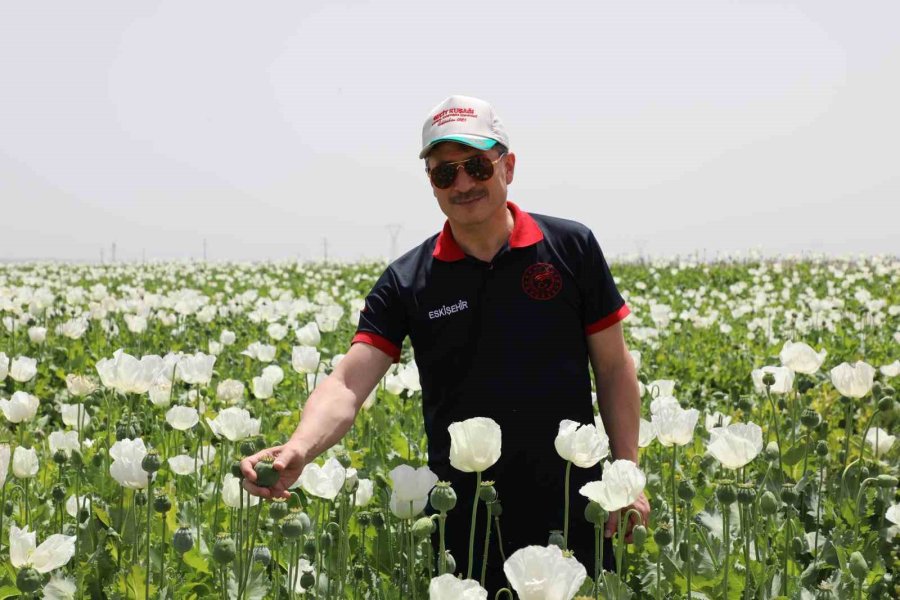 Eskişehir’de Haşhaş Çeşitleri İçin Tarla Günü Düzenlendi