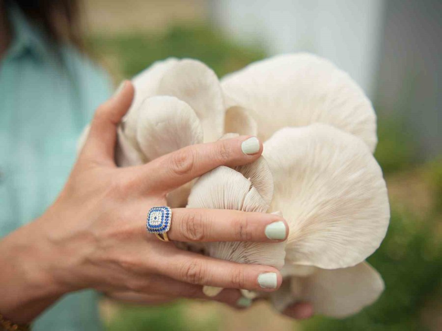 Tarsus Belediyesi Mantar Yetiştiriciliği Kurslarıyla İş Kapısı Oluyor