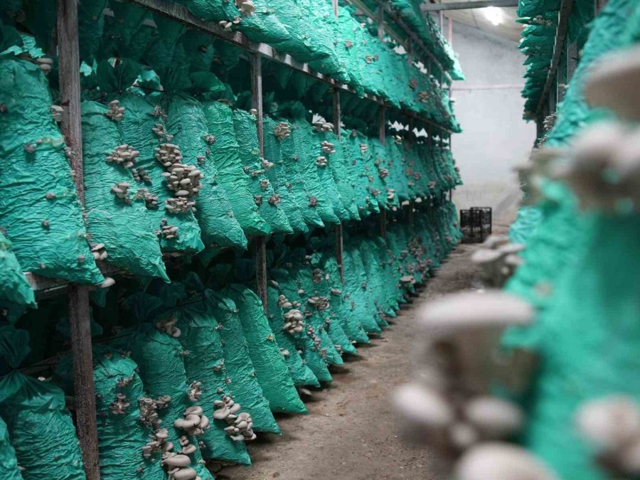 Tarsus Belediyesi Mantar Yetiştiriciliği Kurslarıyla İş Kapısı Oluyor