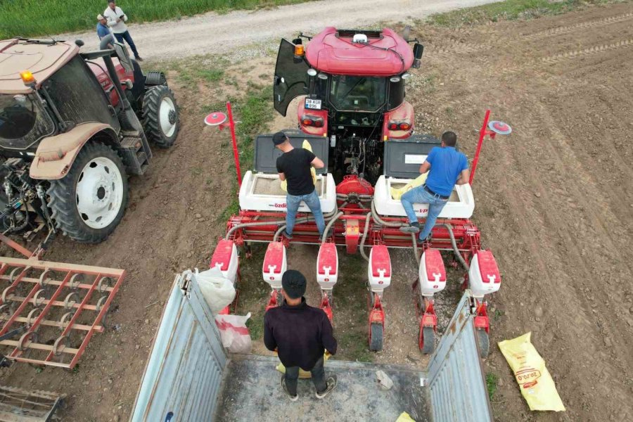 Tomarza’da Kabak Çekirdekleri Ekildi