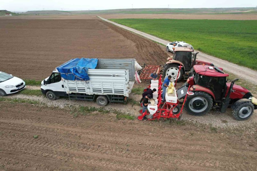 Tomarza’da Kabak Çekirdekleri Ekildi