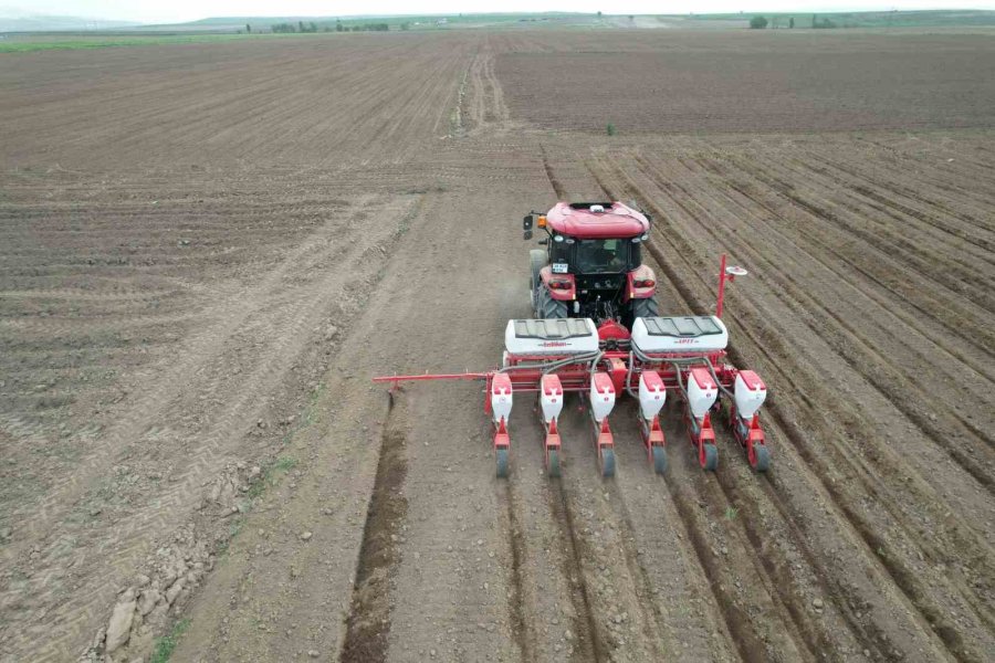 Tomarza’da Kabak Çekirdekleri Ekildi