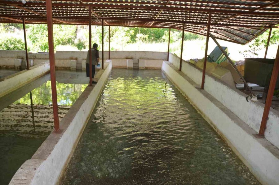 Yavru Alabalık Yetiştirip Öğrencilere Burs Veriyor