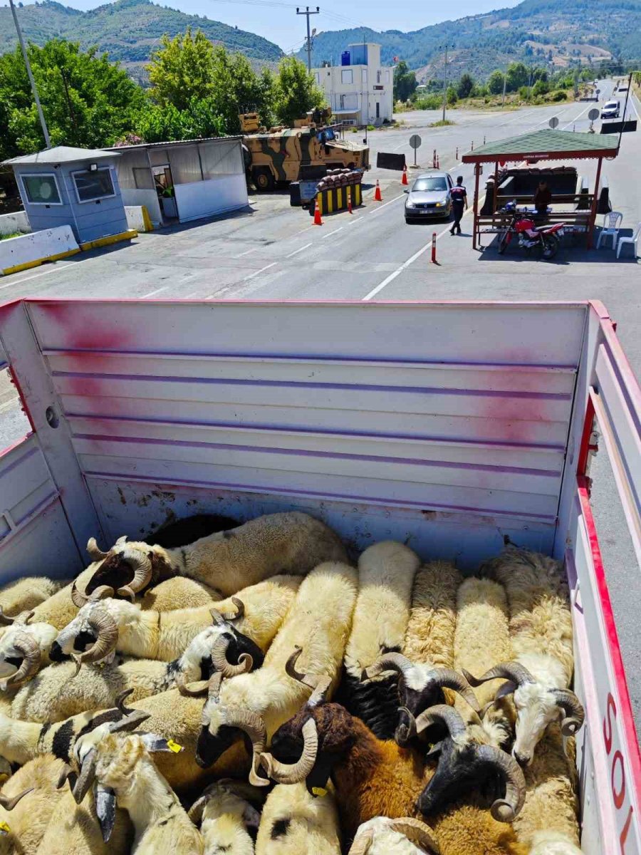 Gazipaşa’da Kurbanlıklar Denetlendi