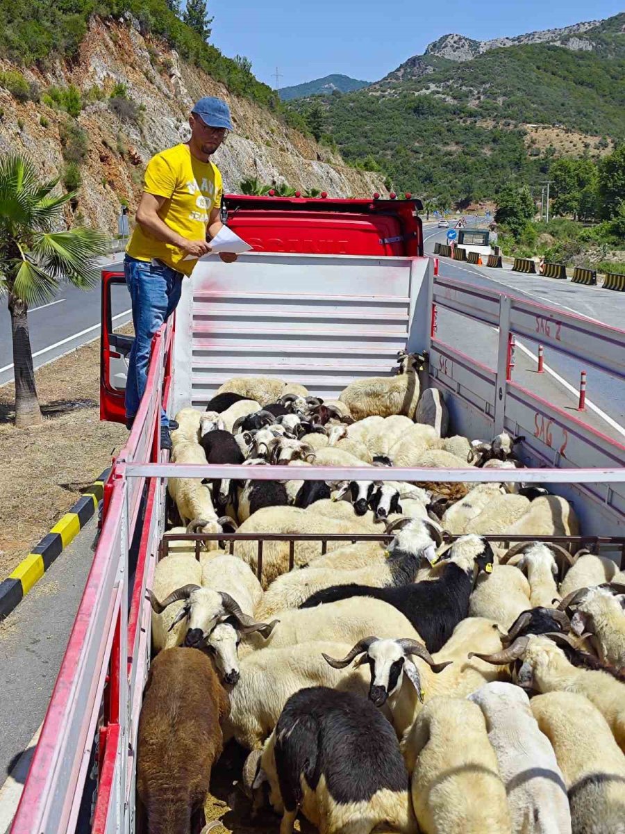 Gazipaşa’da Kurbanlıklar Denetlendi