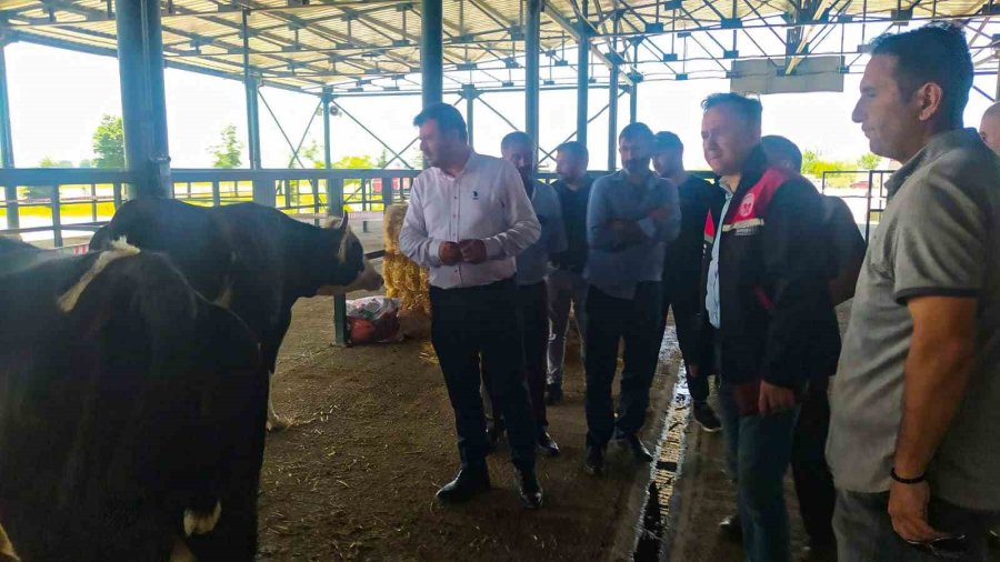 Kurban Satış Pazarında Denetim Ve Kontroller