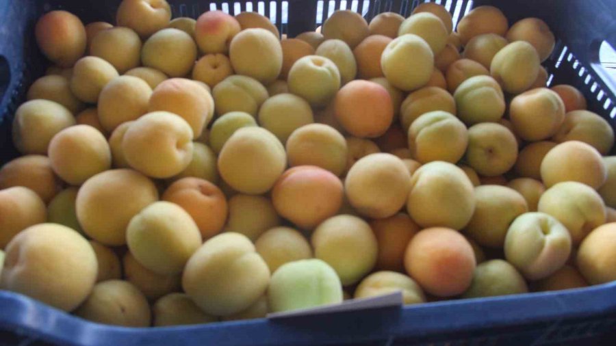 Hal Başkanı Zeki Cüce: "denetimler Kayıt Dışını Önledi"