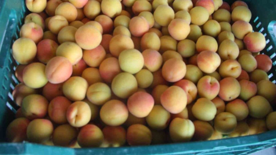 Hal Başkanı Zeki Cüce: "denetimler Kayıt Dışını Önledi"