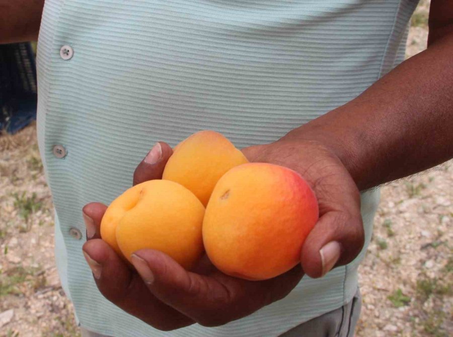 Hal Başkanı Zeki Cüce: "denetimler Kayıt Dışını Önledi"