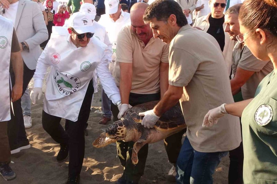 50 Yaşındaki Caretta Caretta 2 Yıl Sonra Denizle Buluştu