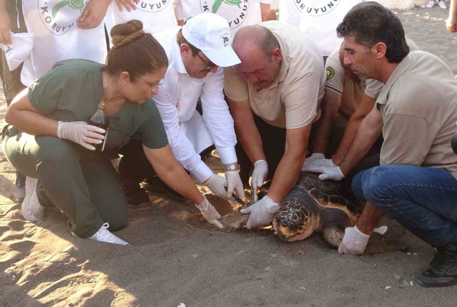 50 Yaşındaki Caretta Caretta 2 Yıl Sonra Denizle Buluştu