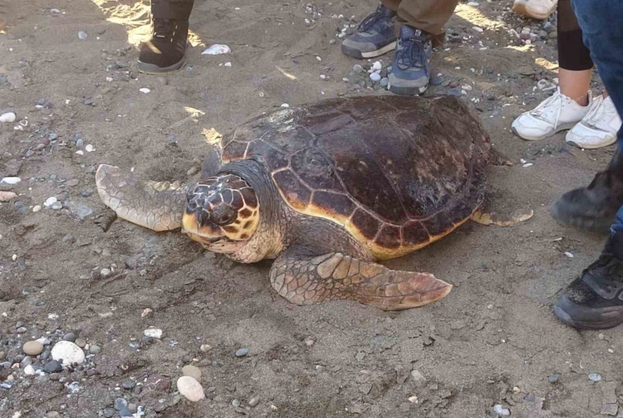 50 Yaşındaki Caretta Caretta 2 Yıl Sonra Denizle Buluştu
