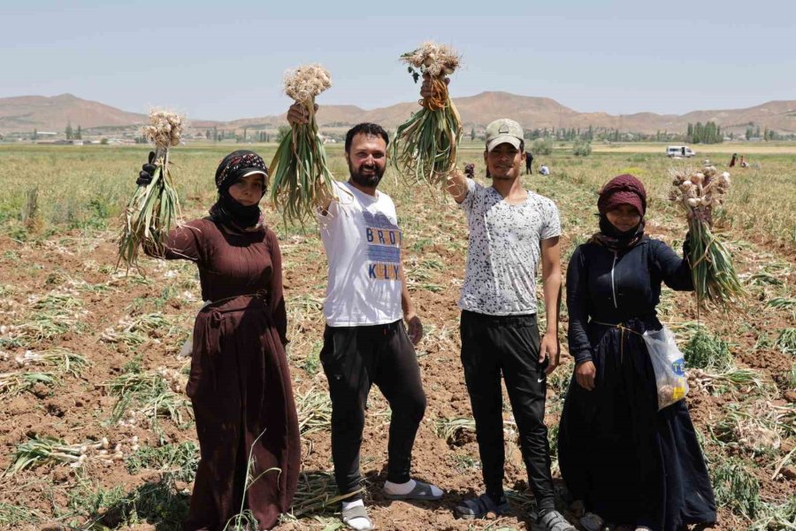 Türkiye’nin Organik Sarımsağında Hasat Başladı