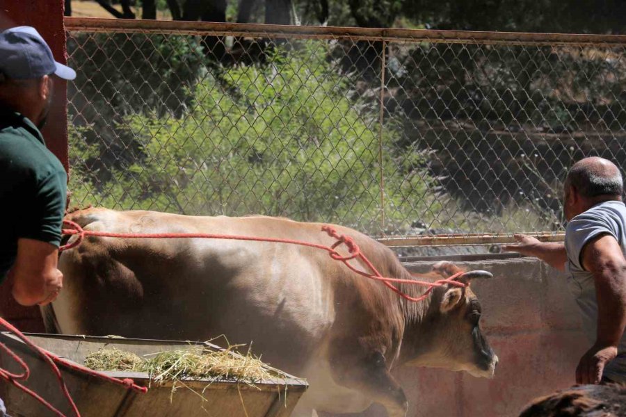 Antalya’da Firari Kurbanlıkları Yakalama Timleri Göreve Hazır