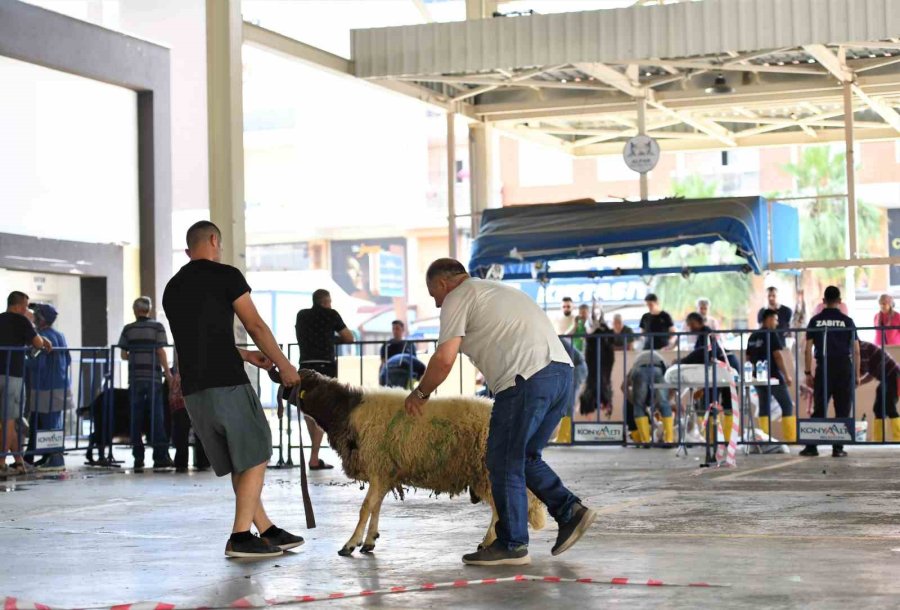 Konyaaltı’nda 3 Noktada Ücretsiz Kurban Kesimi