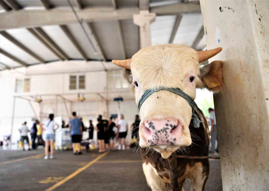 Konyaaltı’nda 3 Noktada Ücretsiz Kurban Kesimi