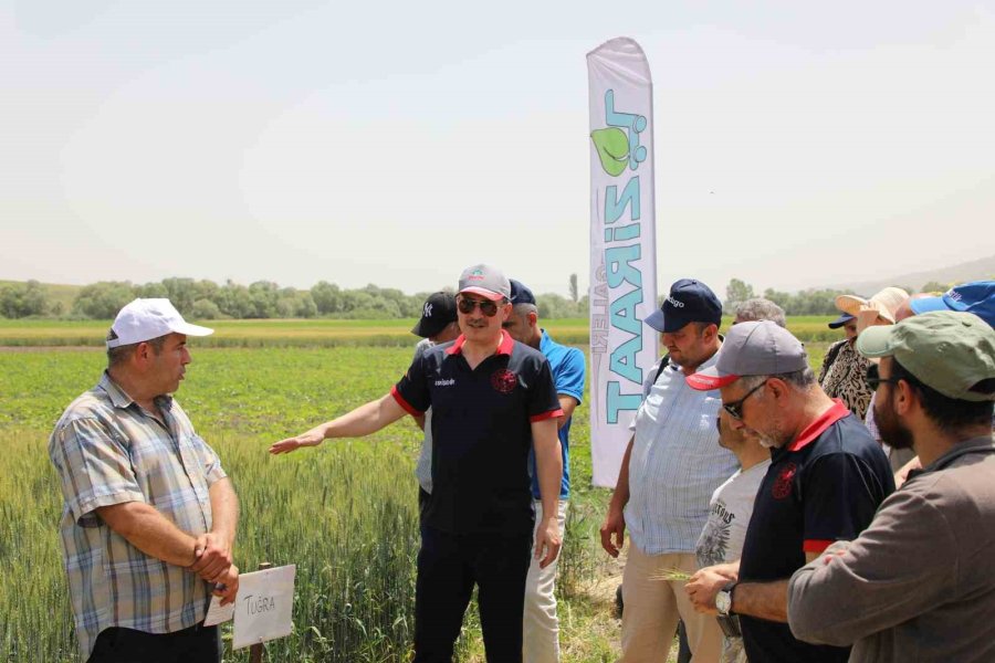İnönü İlçesindeki Tarla Günü’nde 12 Buğday Çeşidi Tanıtıldı