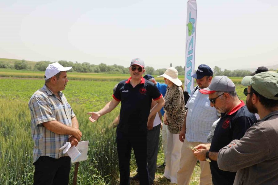 İnönü İlçesindeki Tarla Günü’nde 12 Buğday Çeşidi Tanıtıldı
