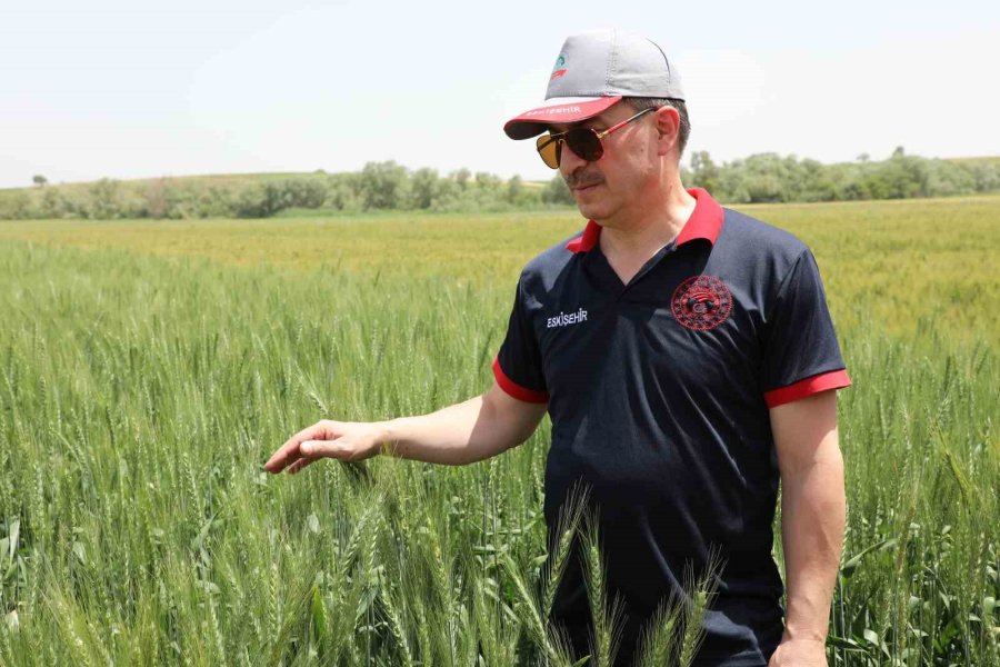 İnönü İlçesindeki Tarla Günü’nde 12 Buğday Çeşidi Tanıtıldı