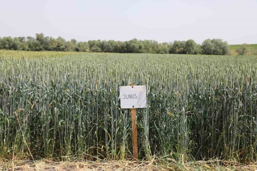 İnönü İlçesindeki Tarla Günü’nde 12 Buğday Çeşidi Tanıtıldı