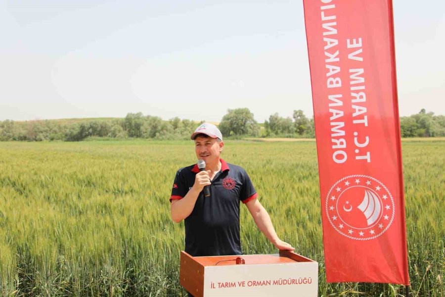 İnönü İlçesindeki Tarla Günü’nde 12 Buğday Çeşidi Tanıtıldı