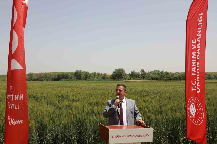 İnönü İlçesindeki Tarla Günü’nde 12 Buğday Çeşidi Tanıtıldı