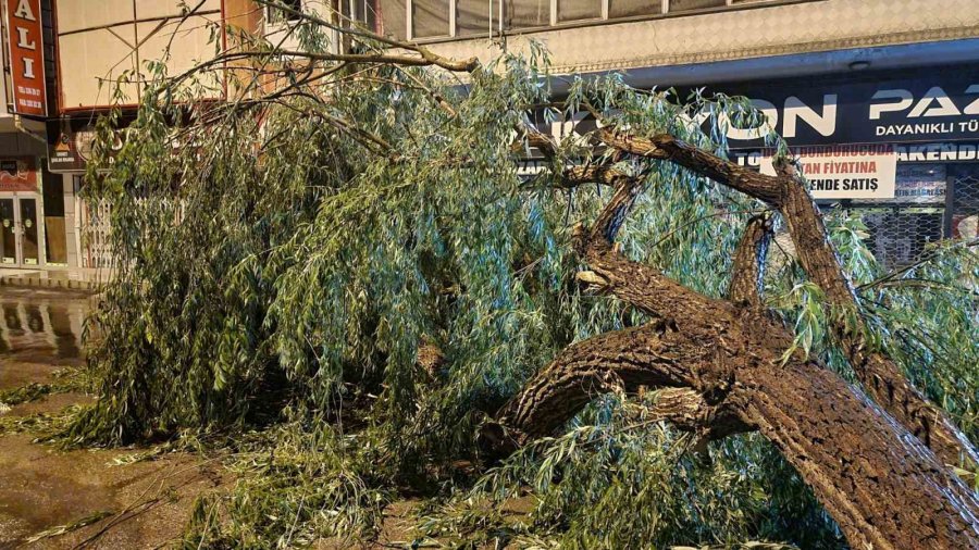 Kayseri’de Şiddetli Rüzgar Ağaçları Devirdi, Vatandaşlar Yolda Mahsur Kaldı