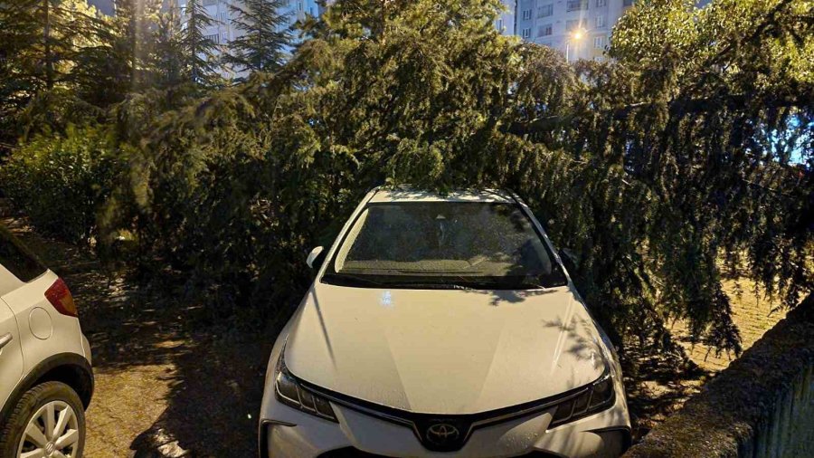 Kayseri’de Şiddetli Rüzgar Ağaçları Devirdi, Vatandaşlar Yolda Mahsur Kaldı