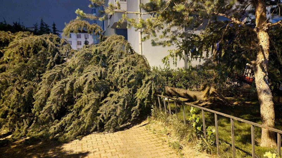 Kayseri’de Şiddetli Rüzgar Ağaçları Devirdi, Vatandaşlar Yolda Mahsur Kaldı