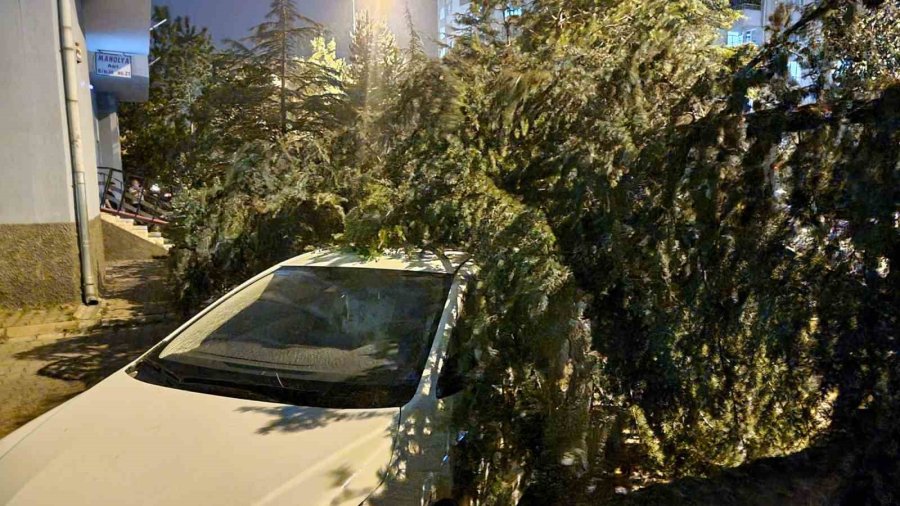Kayseri’de Şiddetli Rüzgar Ağaçları Devirdi, Vatandaşlar Yolda Mahsur Kaldı