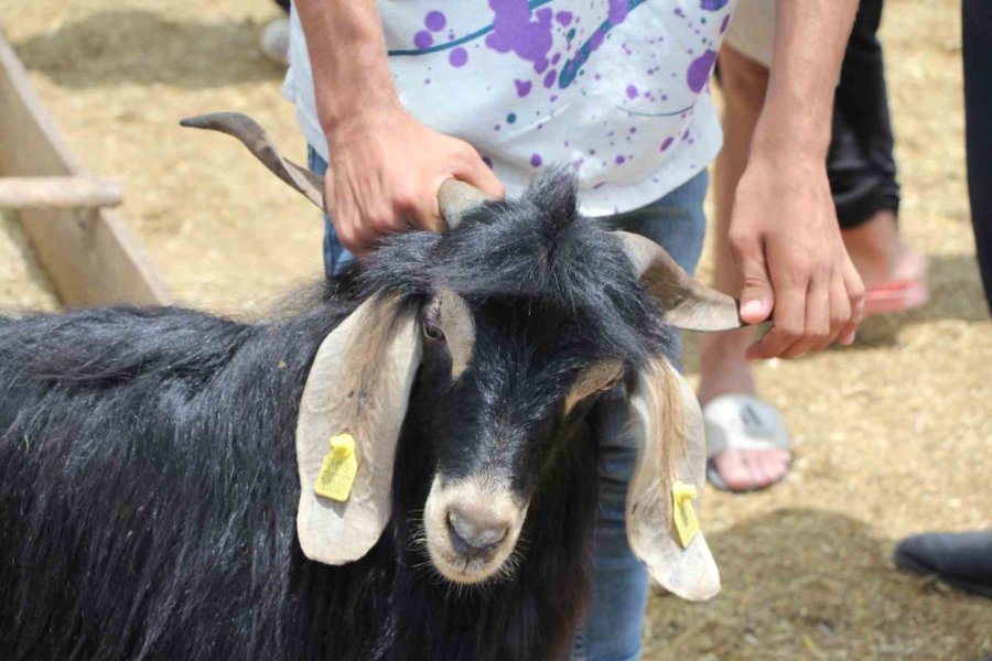 Bayramın İlk Gününde Kurban Pazarında Hareketlilik
