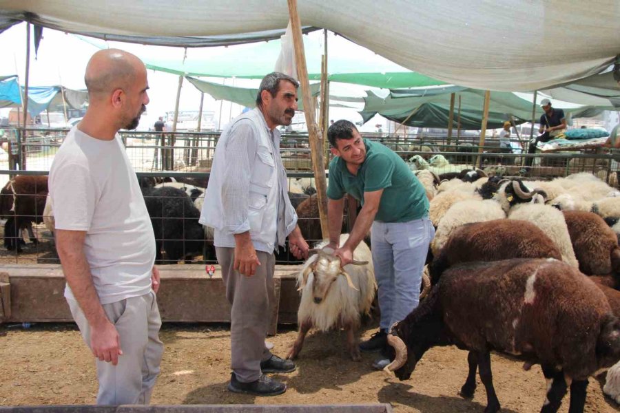 Bayramın İlk Gününde Kurban Pazarında Hareketlilik