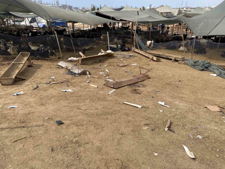 Otomobil Hayvan Pazarına Girdi: 8 Yaralı, 20 Kurbanlık Hayvan Telef Oldu