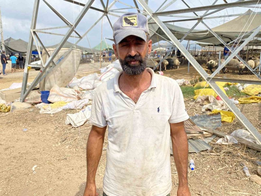 Otomobil Hayvan Pazarına Girdi: 8 Yaralı, 20 Kurbanlık Hayvan Telef Oldu