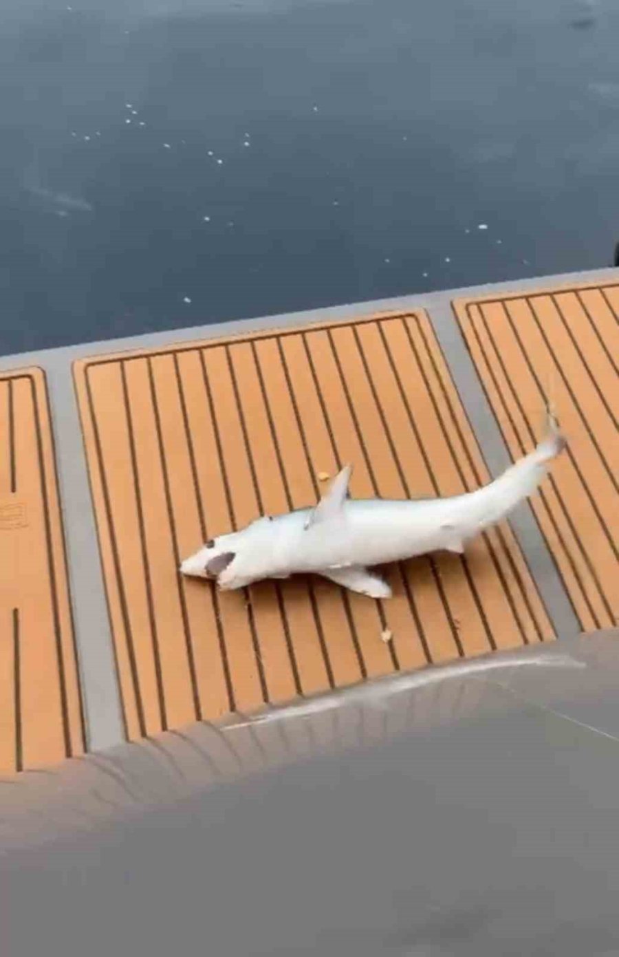 Oltaya Yavru Köpekbalığı Takıldı