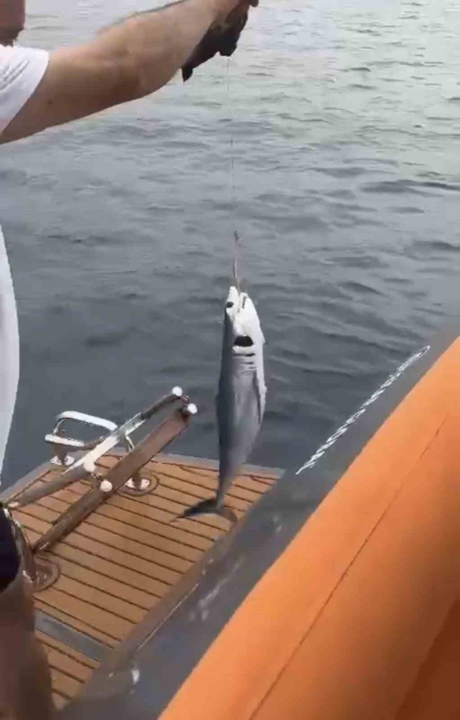 Oltaya Yavru Köpekbalığı Takıldı